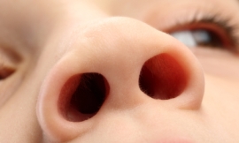 kgfoto_-_nose