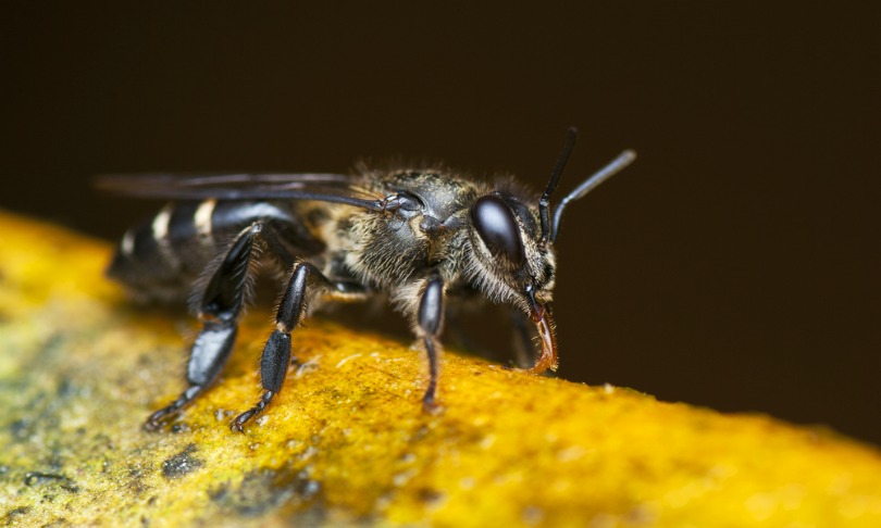 kingfisher_bees_shutterstock