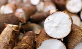 kohlhoff_-_cassava