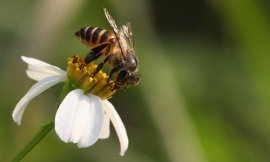leemt2_Flickr_-_Asian_honeybee
