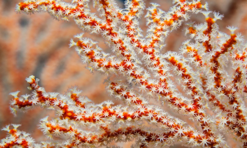littlesam_coralblood_shutterstock