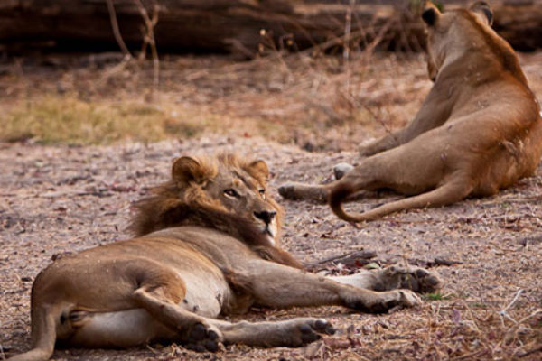 maned-lioness-new