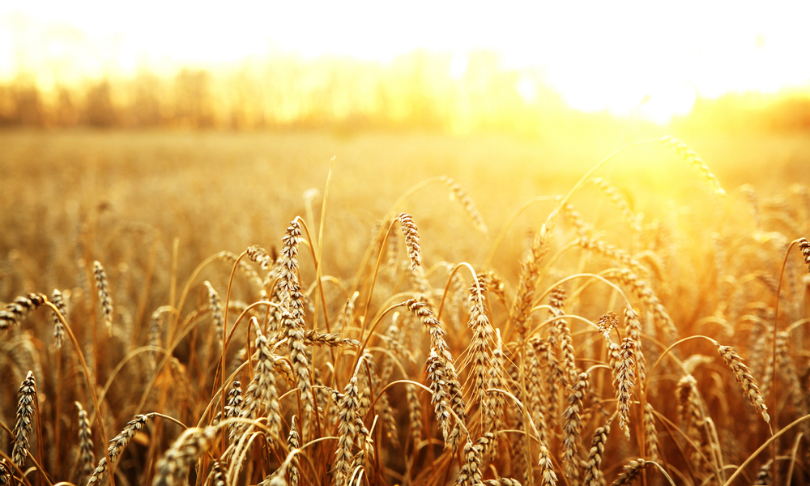 maradonna_8888_wheat_shutterstock