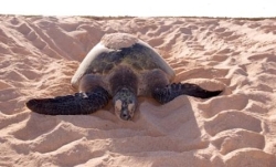 mariana_fuentes_-_turtle.jpg mariana_fuentes_-_turtle.jpg