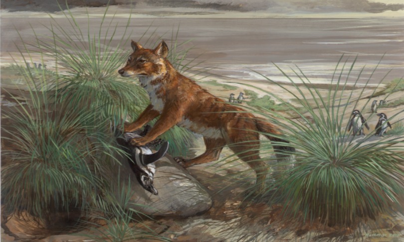 michaelrothman_falklandwolf_UniversityofAdelaide