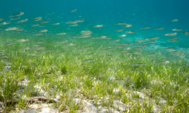 microgen_Seagrass_iStock