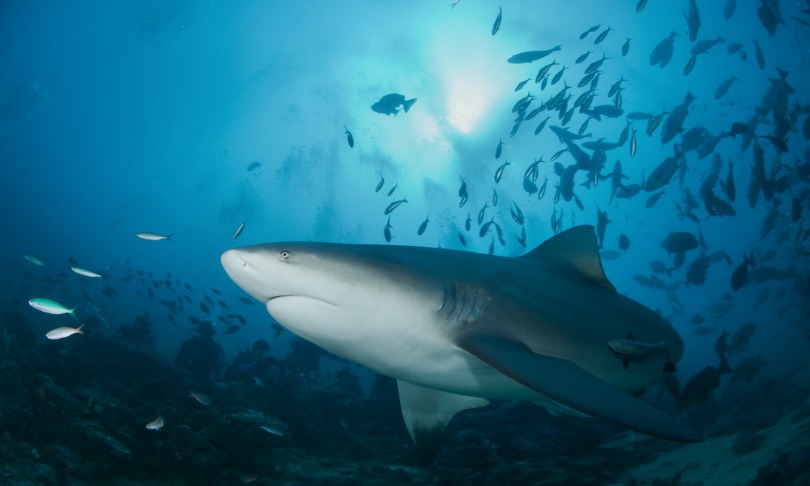 narchuk_sharks_shutterstock