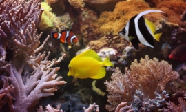 narvikk_-_corals