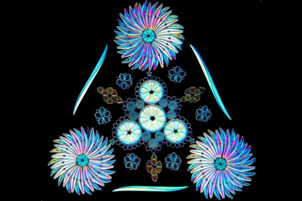 diatom-1