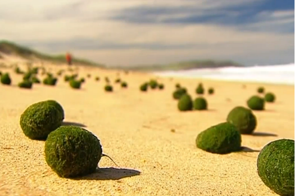 marimo-beach