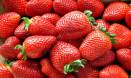 Healthy strawberry fields forever