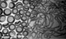 Worm-like nanoparticles deadlier