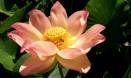 Lotus genome reveals secrets