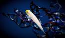 Fish shine light on evolutionary ecology