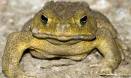 Darwin’s invasive species theory challenged
