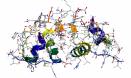 Two proteins linked to diabetes