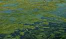 Algal biofuels a $50bn industry