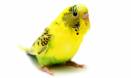 Budgies are ambidextrous