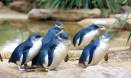 Healthy diet, healthy penguins