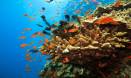 Geological processes rule coral reefs