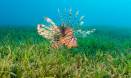 Seagrass continues to decline