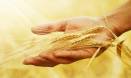 Developing better crops