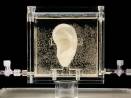 It’s alive! A German artist regrows Van Gogh’s ear