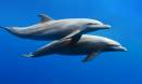 Virus found in Australian waters