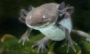 Key to salamander regrowth found