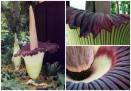 This rare giant flower smells like a corpse