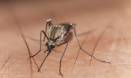 Malaria parasites talk to each other