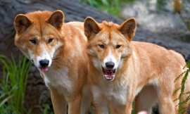 nimu1956_-_dingoes