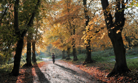 oversnap_Park_iStock