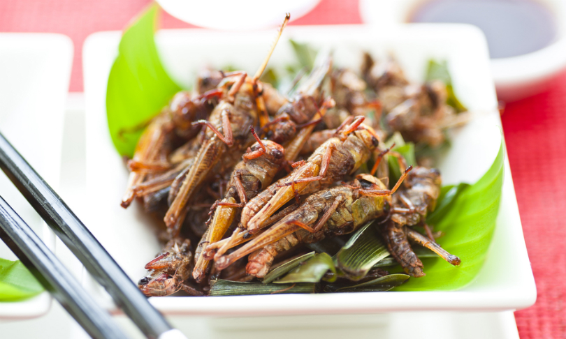 p.studio66_grasshoppers_shutterstock