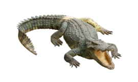 pailoolom_-_crocodile