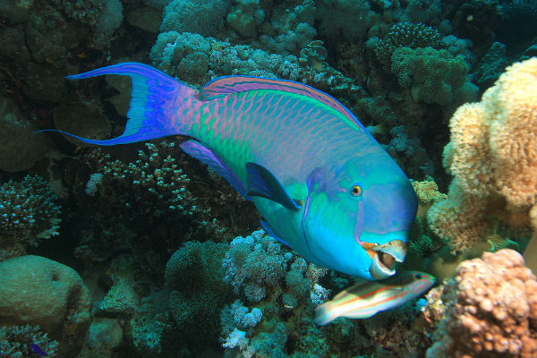 parrotfish-unsw