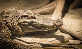 pengpeng_-_crocodile