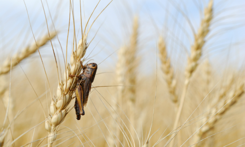 pixartdesign_PestWheat_iStock