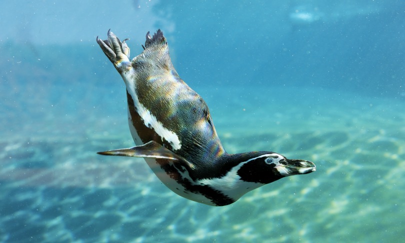 From flapper to flipper: how the penguin lost its flight