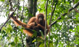 robas_-_orangutan