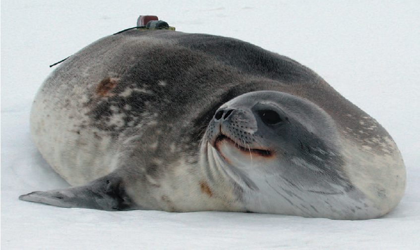 seal seal