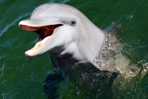 dolphins and whales for a research paper Whales and dolphins whale songs, beaching, endangered status -- current research news on all cetaceans. dolphins and whales for a research paper Whales and dolphins whale songs, beaching, endangered status -- current research news on all cetaceans.