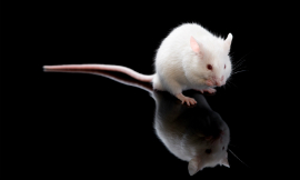 sidsnapper_LabMouse_iStock