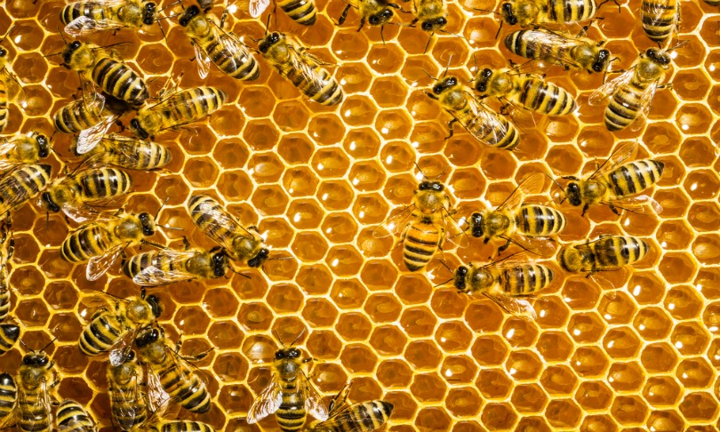 studiosmart_honey_shutterstock