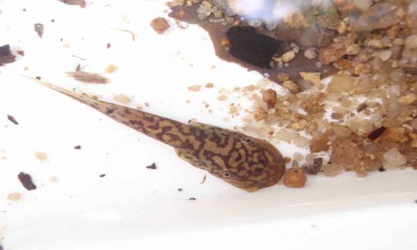 tadpole_JCU