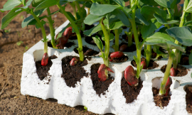 tanukiphoto-BroadBeans-iStock