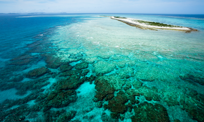 tororo_reaction_Coral_shutterstock