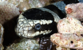 tswinner_-_sea_snake