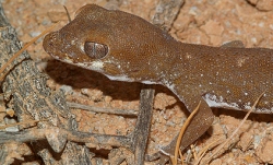 gecko1.jpg gecko1.jpg