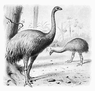 giantmaobird.jpg giantmaobird.jpg